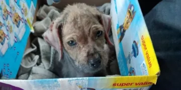 A Kind Dog Wrapped in a Blanket by a Busy Road Was Finally Rescued