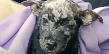 The Sweetest Smile Belongs to a Puppy Abandoned and Dumped in a Box