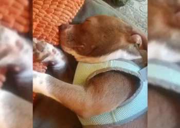 A Kindhearted Couple’s Journey with a Blind Shelter Dog to Unlimited Joy