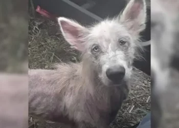 Deserted and Starving Pup Encounters Truck Driver, Asks To Be Rescued
