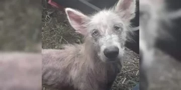 Deserted and Starving Pup Encounters Truck Driver, Asks To Be Rescued