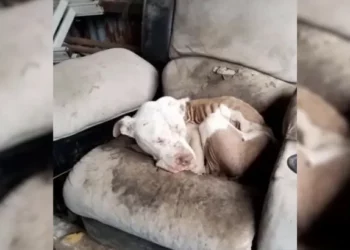 Neglected and Starving Dog Sleeping on Worn Couch Finally Rescued