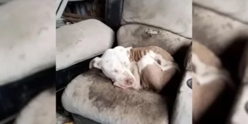 Neglected and Starving Dog Sleeping on Worn Couch Finally Rescued