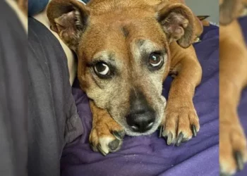 Lovable Dog Faced Euthanasia, Rescued by a Caring Woman’s Effort