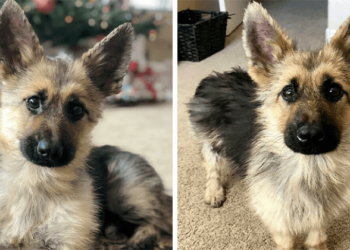 A German Shepherd Puppy Has A Special Birth Feature – Pituitary Dwarfism