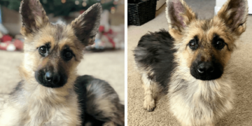 A German Shepherd Puppy Has A Special Birth Feature – Pituitary Dwarfism