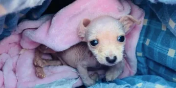 Rescuer Transforms 1-Pound Disabled Pup Into The Most Playful Dog