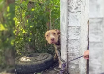 Chained Dog Overwhelmed with Joy When Seeing His Rescuer