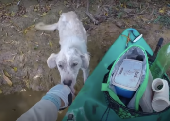 ‘Desperate’ Dog Isolated on Island Spots Kayaker as Its ‘Only Hope’