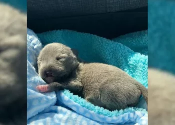 Dwarf Pittie Born Without a Nose Grows Up Into the Cutest Diva Ever