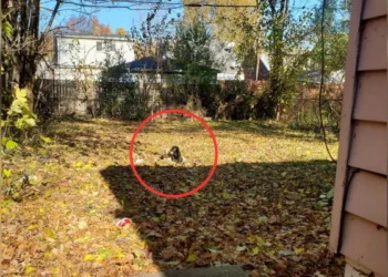 Electrician Finds Two Struggling Furry Faces Behind Abandoned House