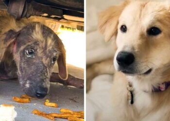 Woman Finds a Sick Puppy Under a Car and Helps It Recover
