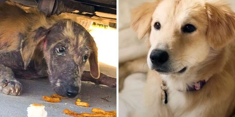 Woman Finds a Sick Puppy Under a Car and Helps It Recover