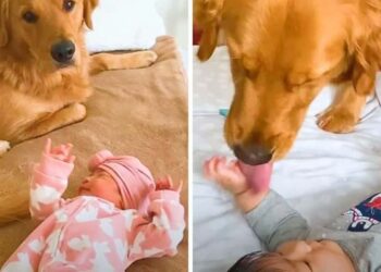 Golden Retriever Gets a Human Sister and Sweetly Cares for the Cute Baby.
