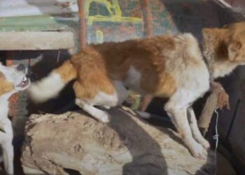 Two Dogs Were Very Aggressive Because of Cruelty but They Became Gentle After Rescue