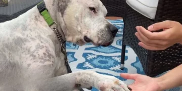 Sad Dog Found by Owner Who Died Now Cuddles with New Mom