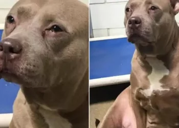Pitbull Mother Abandoned in Shelter Without Puppies Couldn’t Stop The Tears