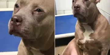 Pitbull Mother Abandoned in Shelter Without Puppies Couldn’t Stop The Tears
