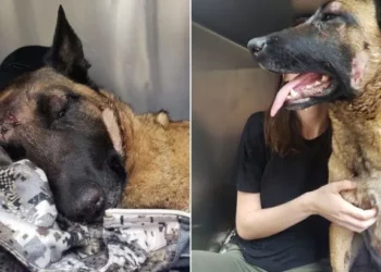 Heroic Belgian Malinois Sacrifices Life To Save Owner From Mountain Lion