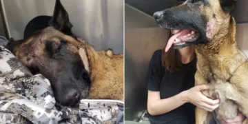 Heroic Belgian Malinois Sacrifices Life To Save Owner From Mountain Lion