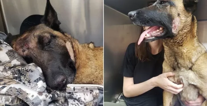 Heroic Belgian Malinois Sacrifices Life To Save Owner From Mountain Lion