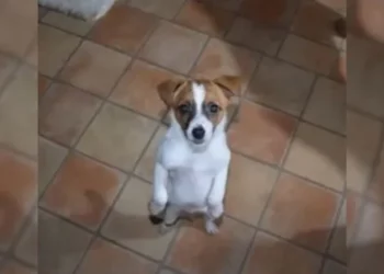 Man Returns to Puppy Whose Sorrowful Face Nearly Shattered His Heart