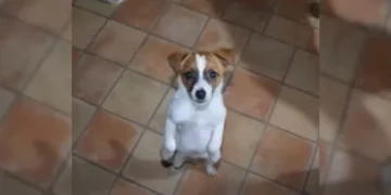 Man Returns to Puppy Whose Sorrowful Face Nearly Shattered His Heart