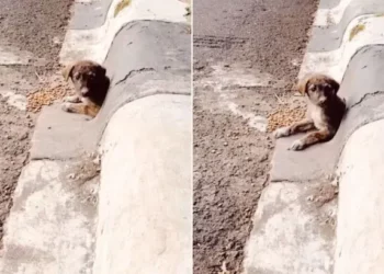 Man Discovers a Charming Face Peering from a Drain Pipe and Realizes He’s Met His Perfect Canine Companion