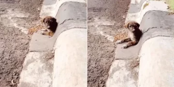 Man Discovers a Charming Face Peering from a Drain Pipe and Realizes He’s Met His Perfect Canine Companion