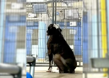Shelter Dog’s Uncontainable Joy Upon Finding His Forever Family