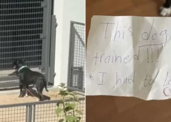 Owner Left His Dog Alone In The Park With A Heartbreaking Note