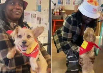 Owner Crosses Country for Reunion With Missing Dog After 17 Days