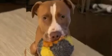 Pit Bull Nearly Euthanized for Doggy Cold Rescued Just in Time