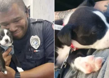 Police Officer Responds to Call at Animal Shelter, Takes Home the Cutest Puppy.
