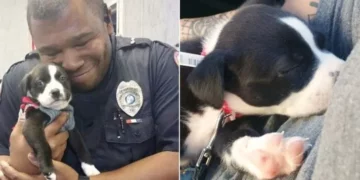 Police Officer Responds to Call at Animal Shelter, Takes Home the Cutest Puppy.