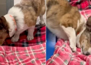 Shelter Dogs Feel the Comfort of a Soft Blanket for the First Time Ever