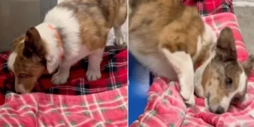 Shelter Dogs Feel the Comfort of a Soft Blanket for the First Time Ever