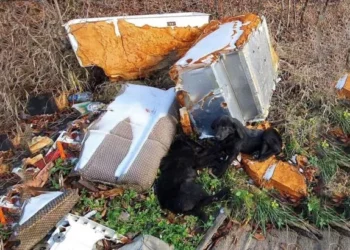 Helpers Found Two Hungry Puppies Near Trash and Chose to Help Them