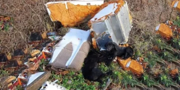 Helpers Found Two Hungry Puppies Near Trash and Chose to Help Them