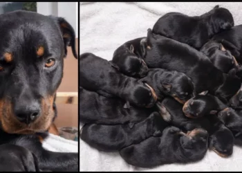 Rottweiler Delivers One of Britain’s Biggest Litters, Welcoming 15 Charming Puppies
