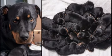 Rottweiler Delivers One of Britain’s Biggest Litters, Welcoming 15 Charming Puppies