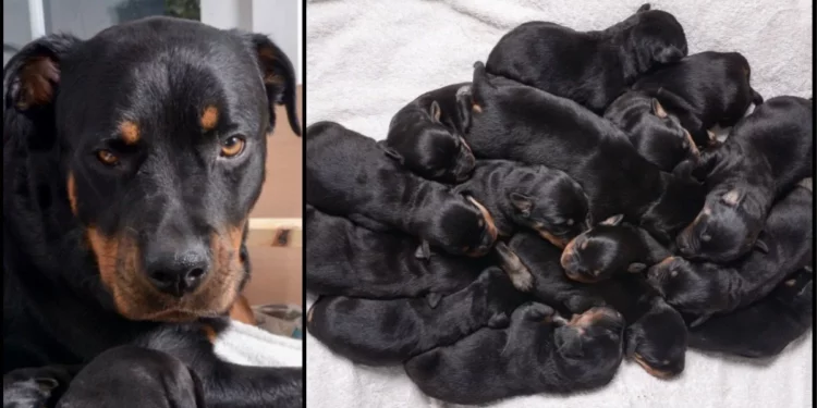 Rottweiler Delivers One of Britain’s Biggest Litters, Welcoming 15 Charming Puppies
