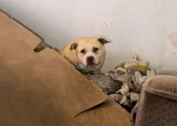 Dog Found in Abandoned House Transforms After Rescue