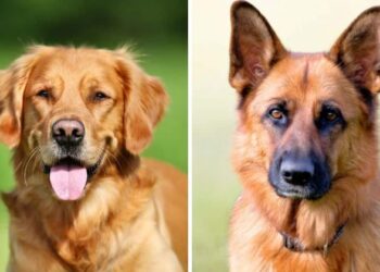 German Shepherds and Golden Retrievers Have Puppies – Such Magical Little Furry Babies