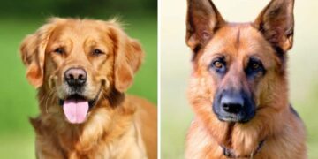 German Shepherds and Golden Retrievers Have Puppies – Such Magical Little Furry Babies