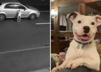 Pup Once Filmed Being Left Behind Beams in His New Home