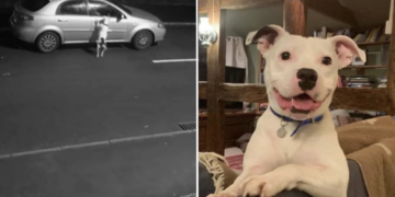 Pup Once Filmed Being Left Behind Beams in His New Home