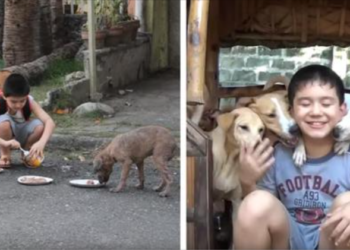A 9-Year-Old Boy Uses His Savings to Feed Stray Dogs and Establish a No-Euthanasia Shelter