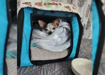 Senior Chihuahua Left At Shelter Due to Jealous Dog Finds Loving Home