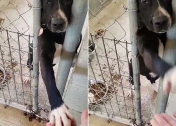A Shelter Dog Tries To Hold Hands With People Walking By Hoping They Will Take Him Home.